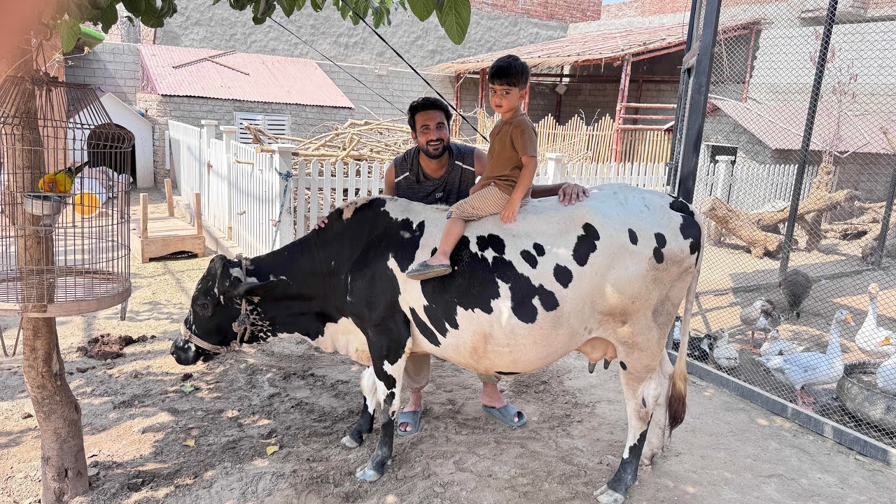 Aj Ali Ashter Ko Gaiya Pe Bitha Dia😍