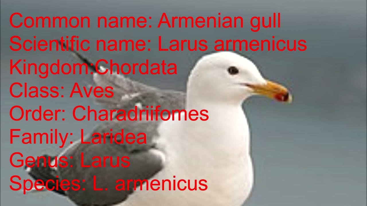 Scientific name of Armenian gull bird//Scientific classification of Armenian gull bird.