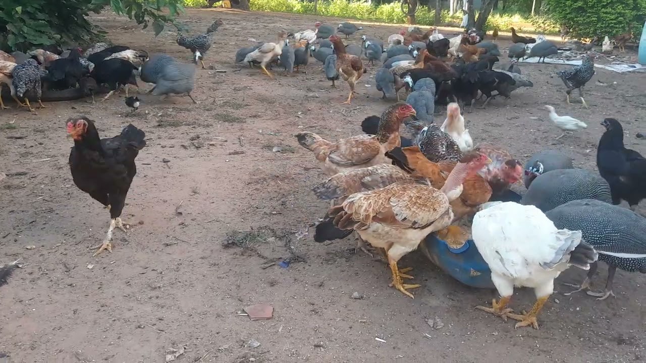 #olha só que beleza de tarde tratando da criação##🐔🐔🐔🐔👏👏👏👏👏🙏🙏🙏🙏🙏