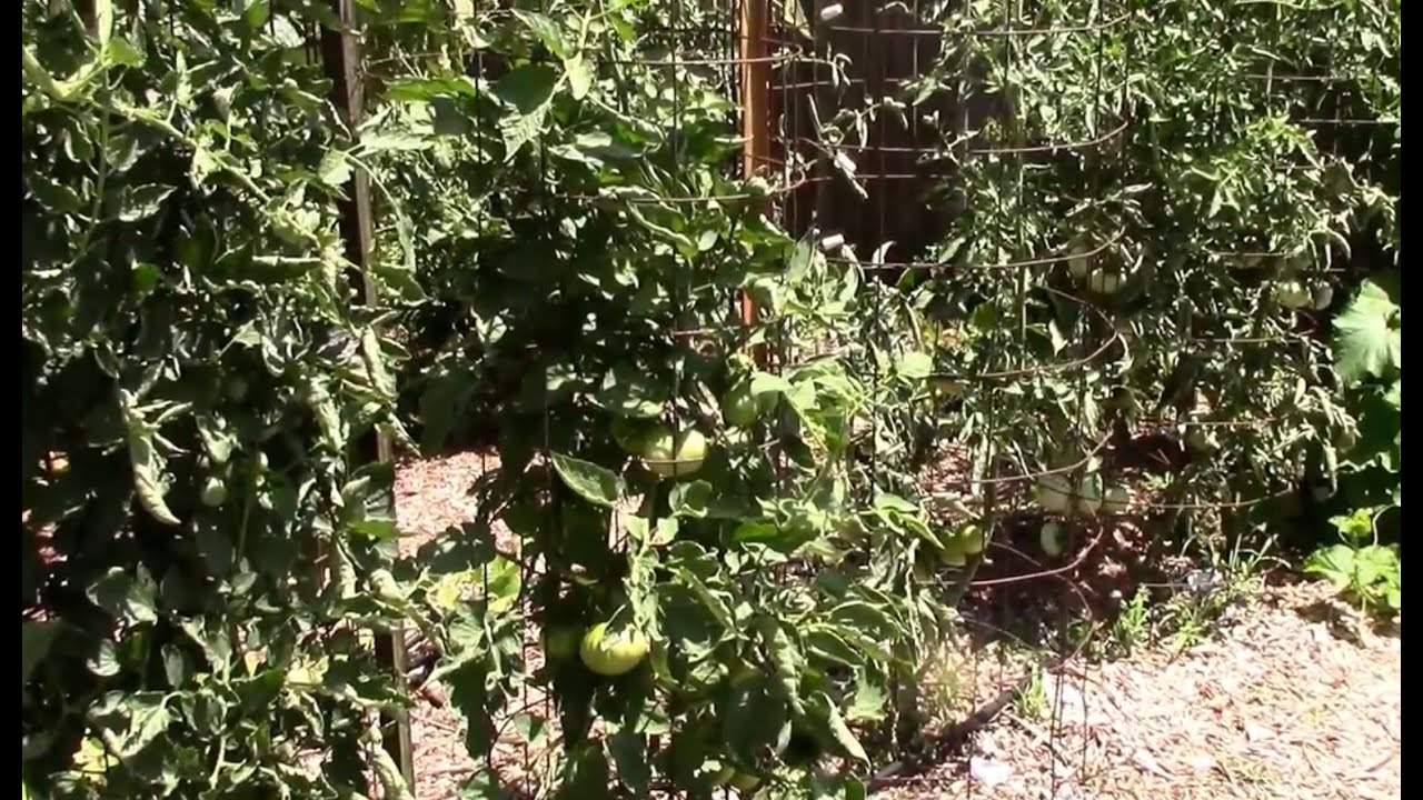 Growing Tomatoes in Hot Weather. 3 Ways to Get More Tomatoes in the Heat.
