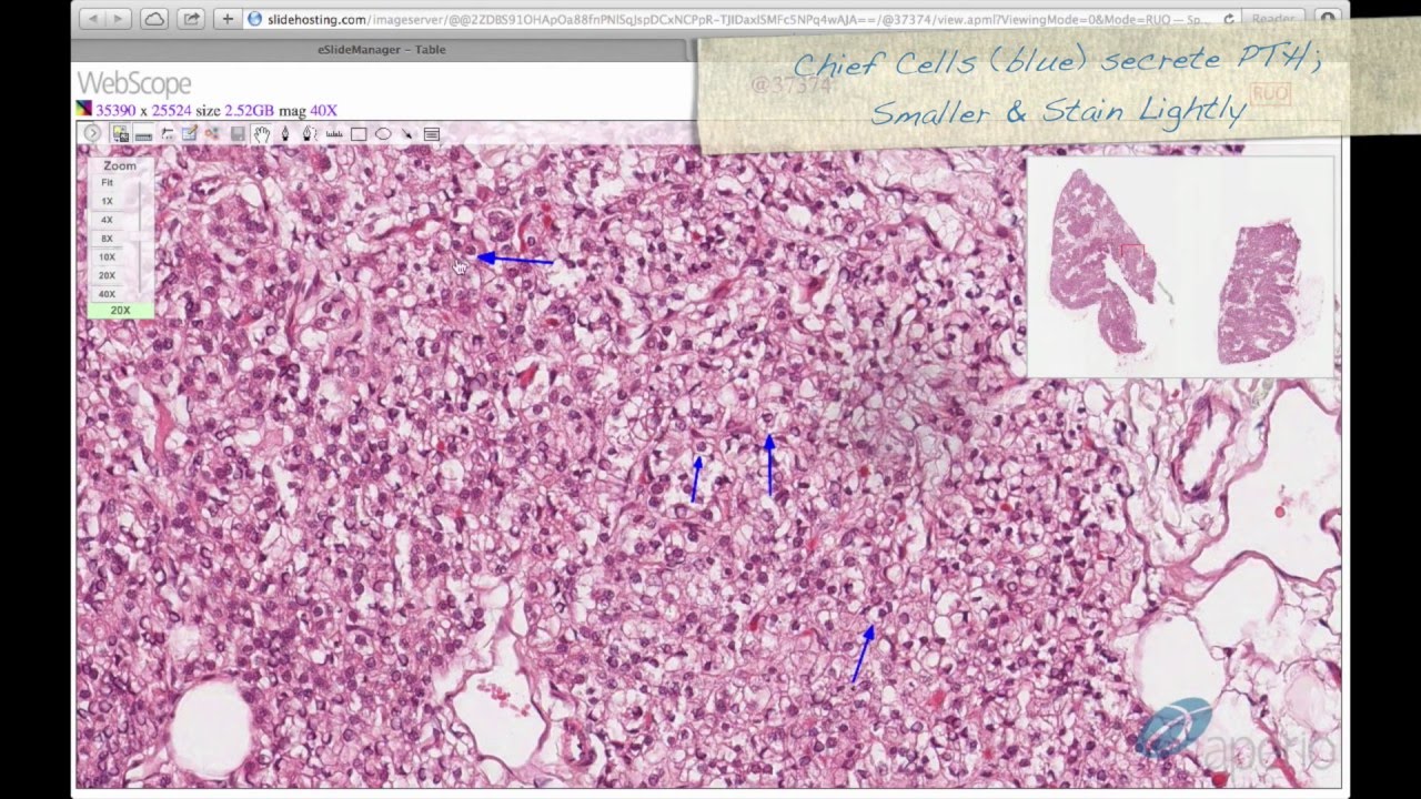 Histology Helper - Endocrine System Histology
