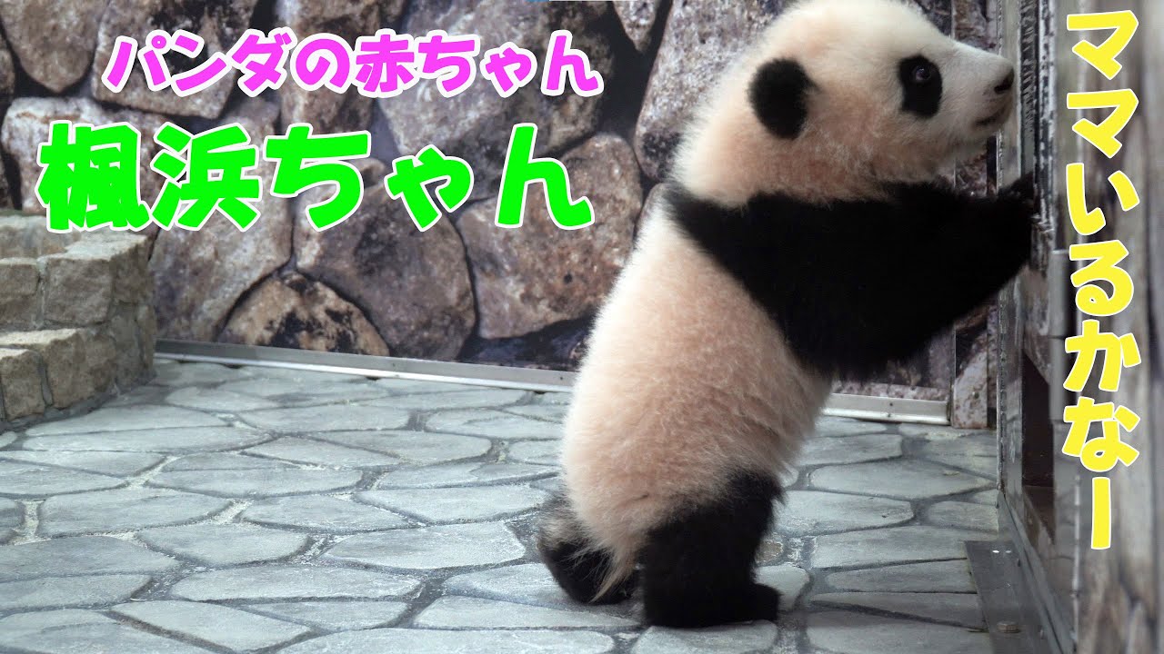 アドベンチャーワールド楓浜👶🐼ピョンとはねてあそんでましゅ～🍁ママ～ミルクほしいなあ