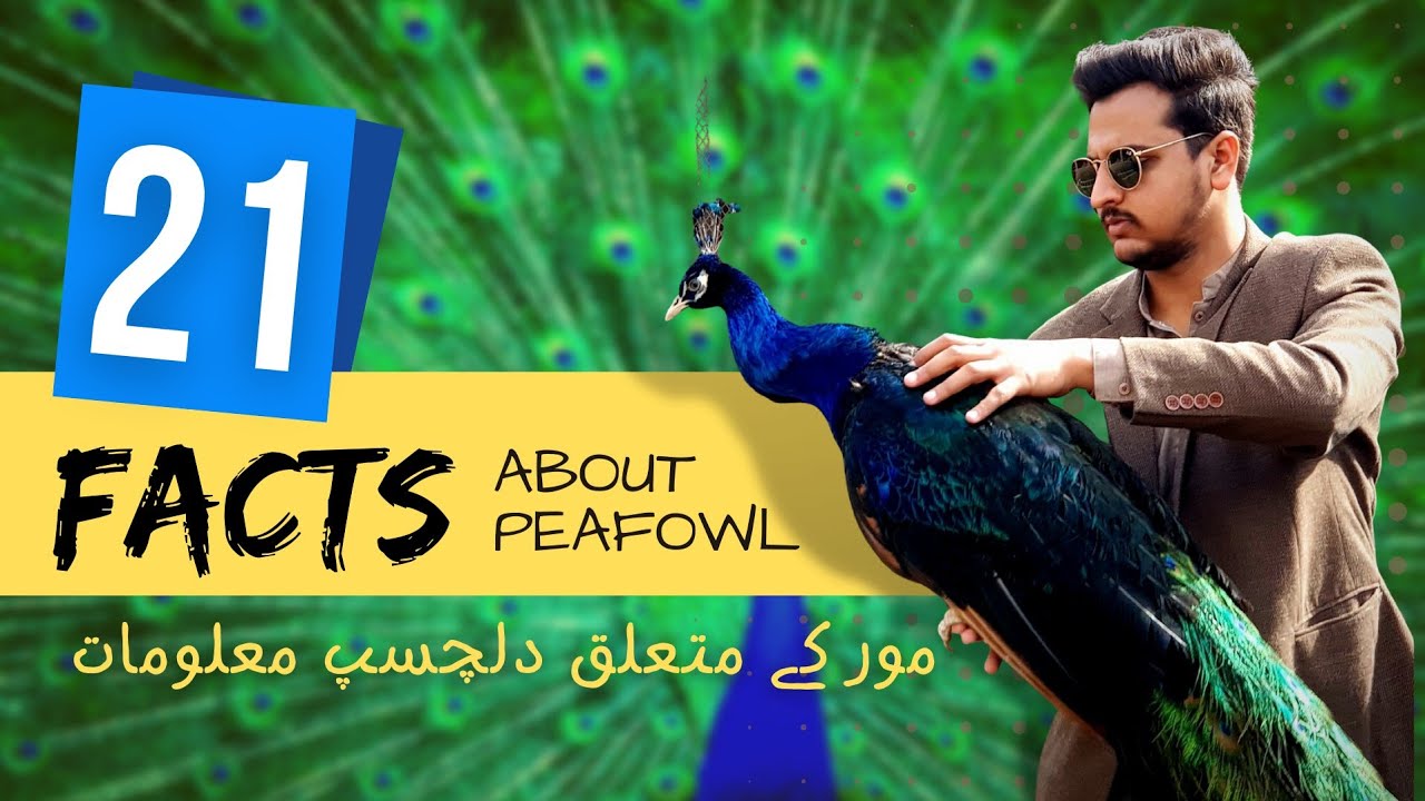 Facts about Peacock | All in One Video | 15 years of experience | Peacock Villa