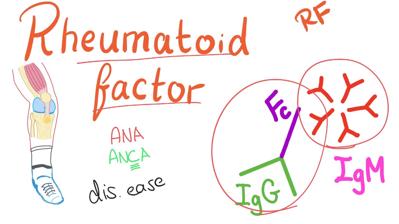 Rheumatoid Factor (RF) - Rheumatoid Arthritis (RA) - Joint disease- Rheumatology series