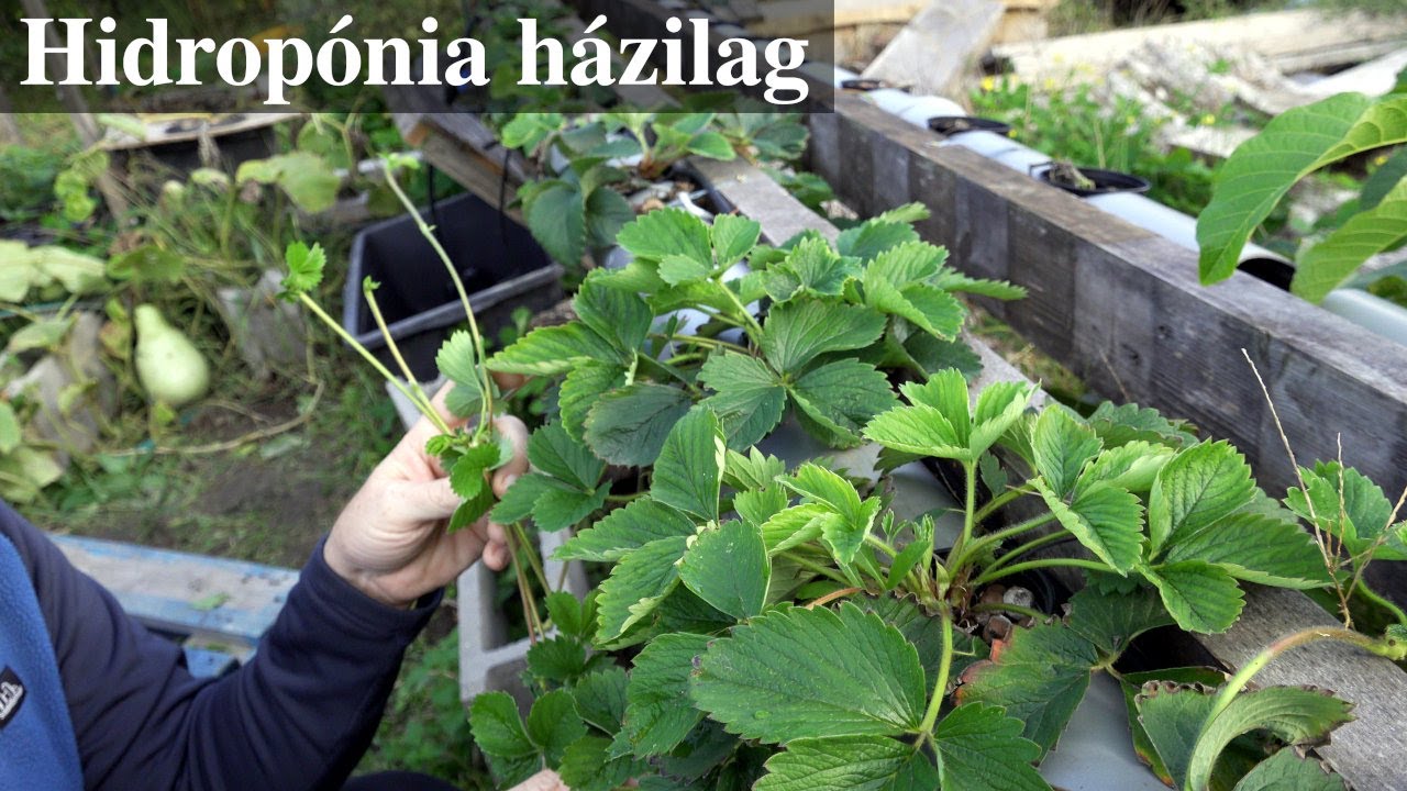 Hidropónia kipróbálása házilag, második rész