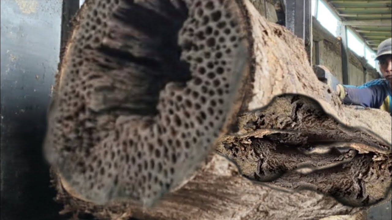 Wrong Target || Reckless Wood Cutter At Sawmill