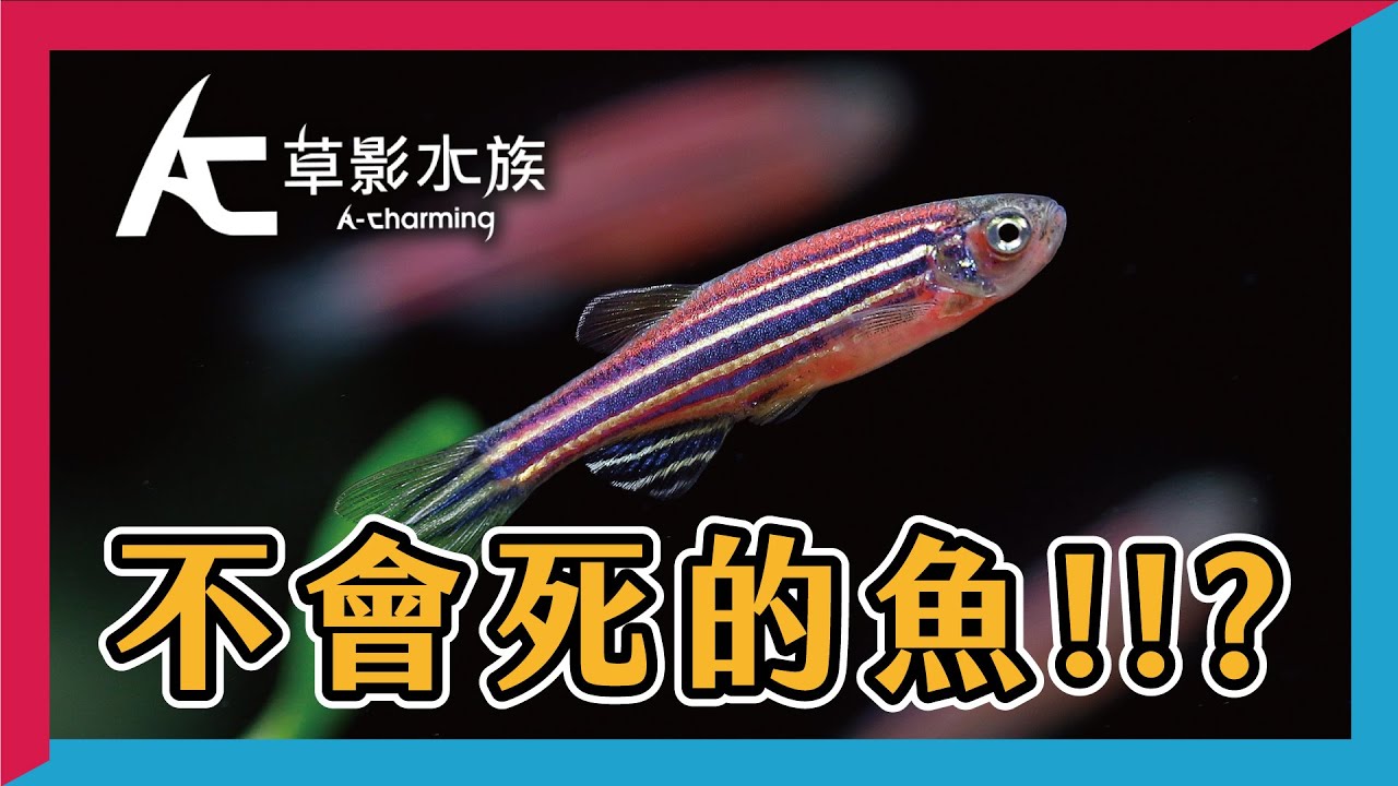 很怕把魚養死？那你一定沒養過仙子！ ｜AC草影水族