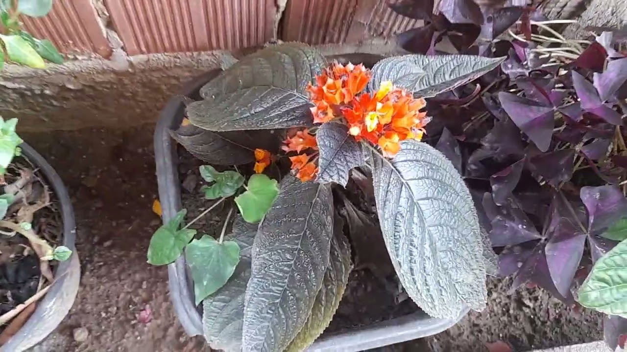 Gratidão ao poderoso Deus pela abençoada chuvas que nos tem mandado.