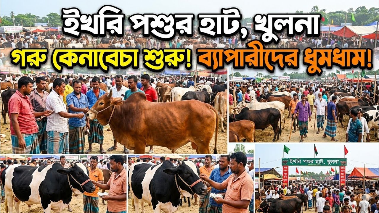 ইখরি হাটে গাভী ও ষাঁড় গরুগুলোর দাম জানুন। ৯/১/২৬। Cow market in BD Village Market YouTube channel।
