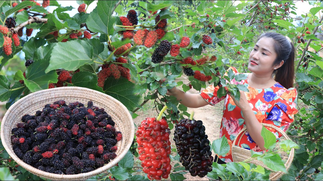 Have you ever seen mulberry at your place? / Mulberry recipe / Cooking with Sreypov