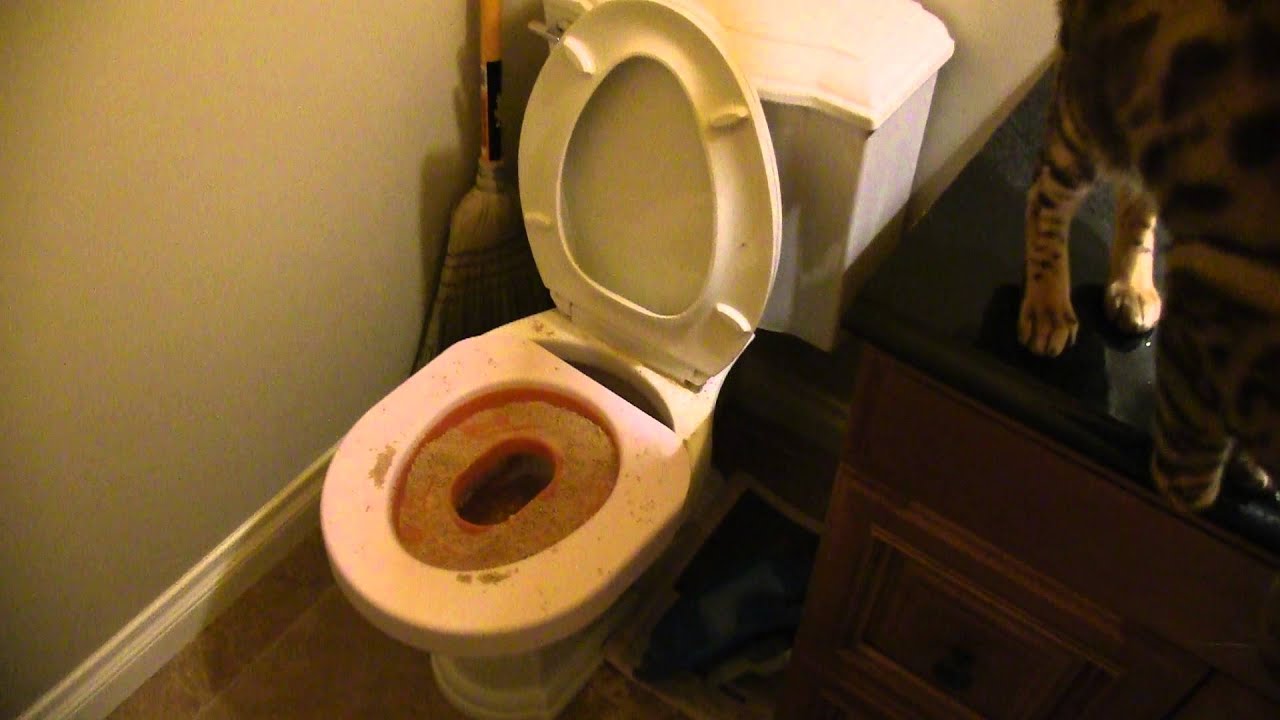 Litter Kwitter Update 6 - SUCCESS AT STAGE 2 Linus Cat Tips