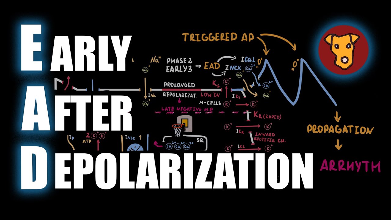 Early Afterdepolarizations EXPLAINED: Triggered Action Potentials & Ionic Mechanisms