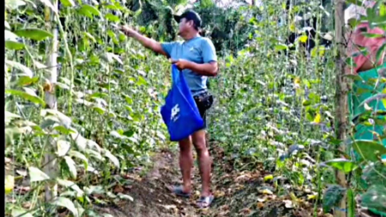 HARVESTING STRING BEANS  #harvest #farm #farmlife