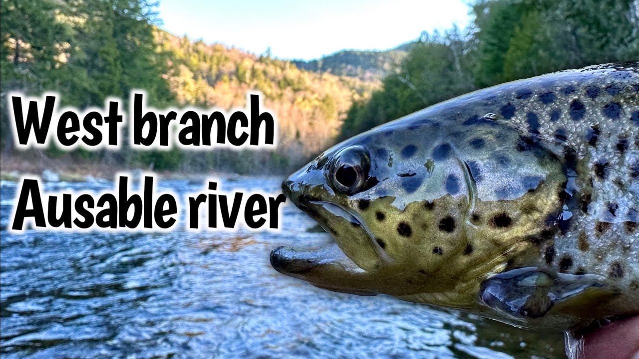 Ausable River, West Branch Brown trout