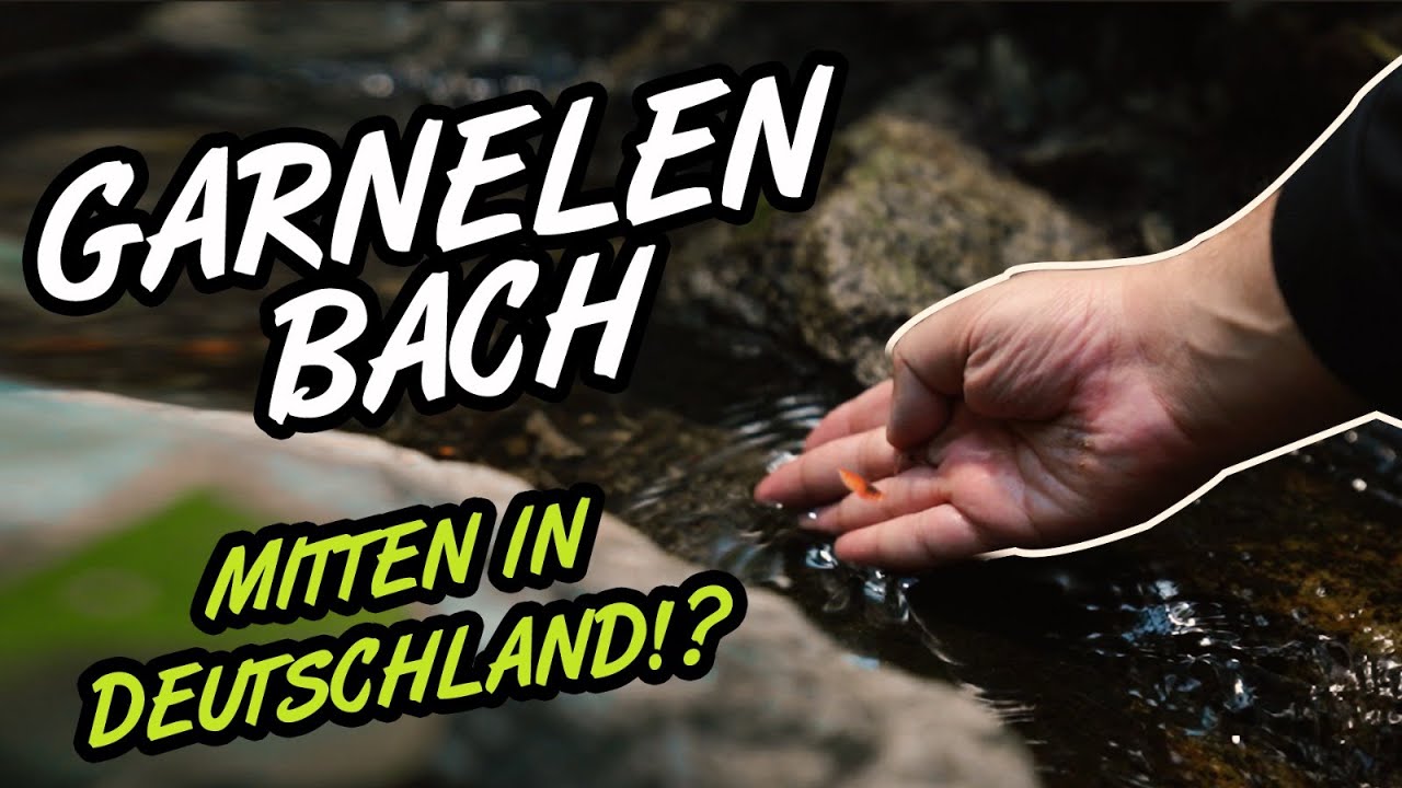 Tropischer Garnelenbach mitten in Deutschland?! 🌴🌴🌴