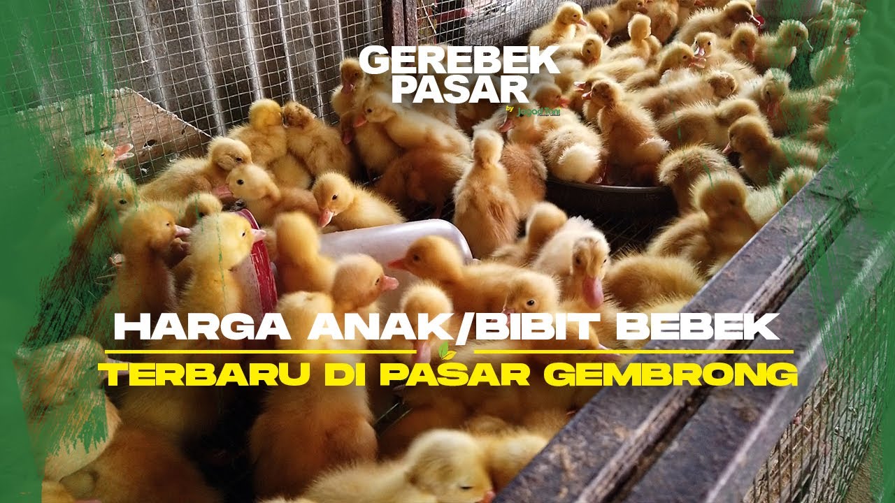 Update Harga Anakan Bebek Dan Ayam Pasar Gembrong Terbaru