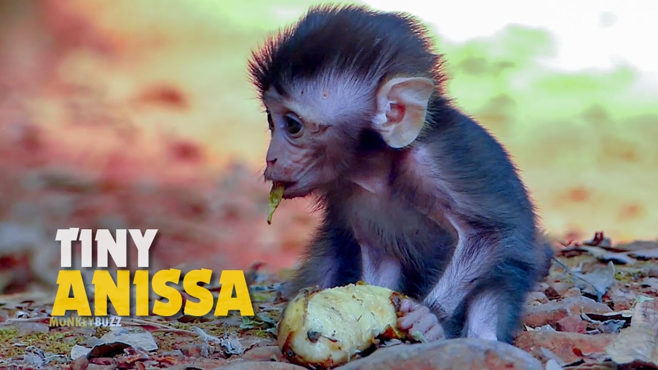 Tiny Baby Monkey Anissa Eating Sweet Banana, Happy To See Anissa Get Some More Food