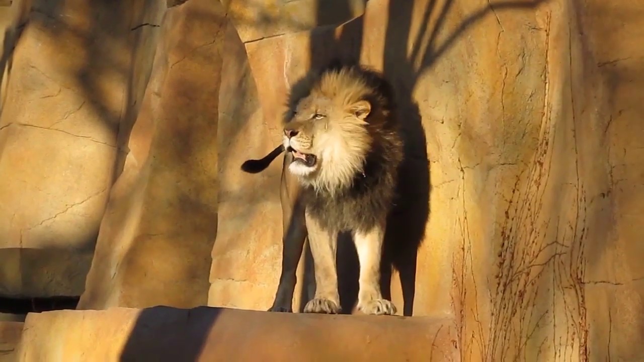 Rest in peace Zenda, may your roars live on forever