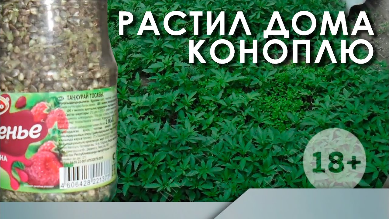 Растил дома коноплю