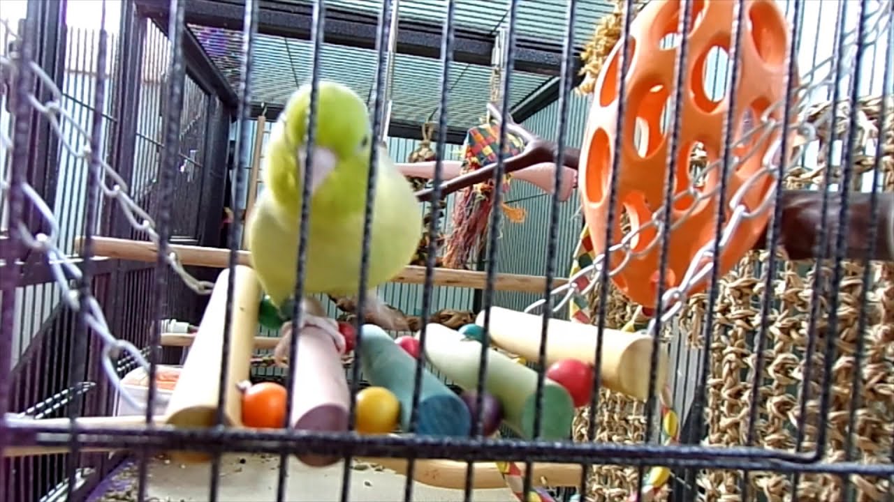 Parrotlet Ditty Talks for a Full 40 Minutes