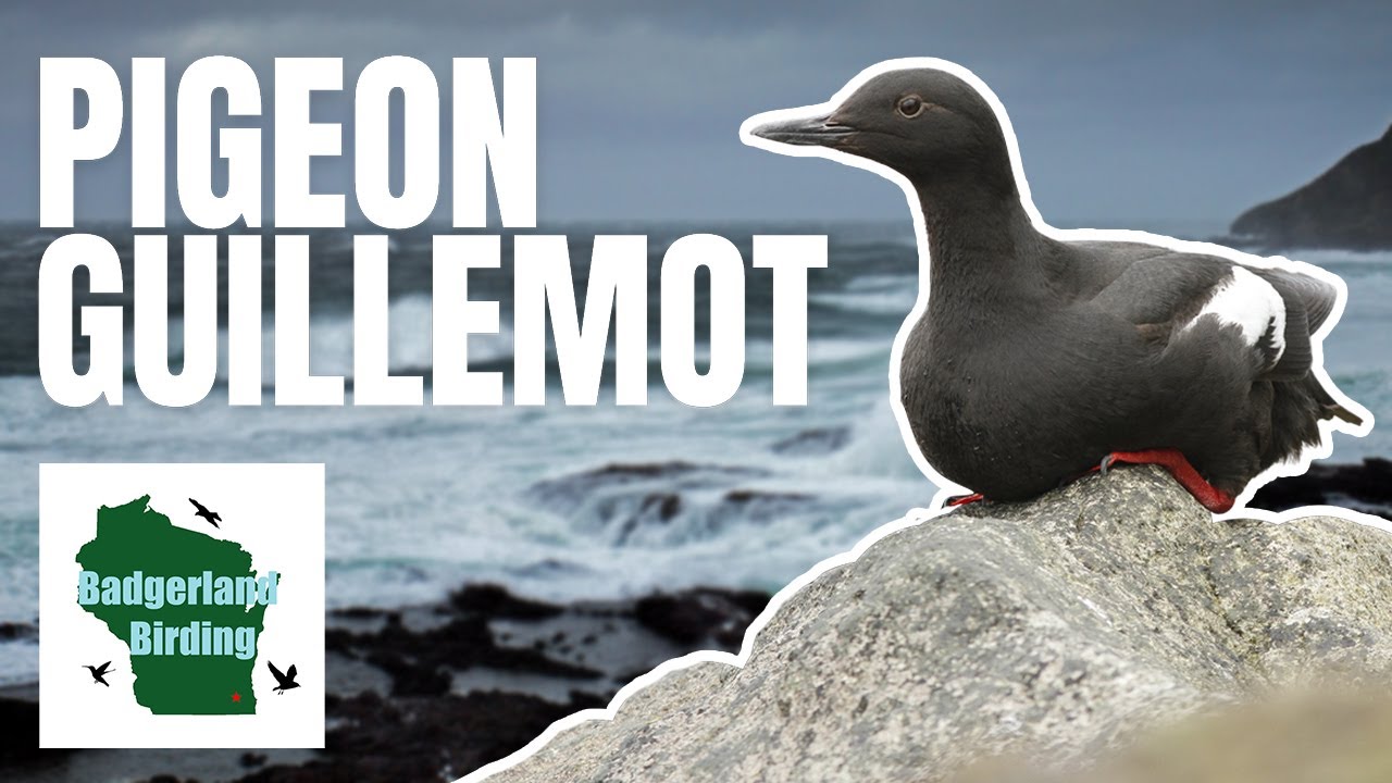 The Pigeon Guillemot: A Unique Bird of the Pacific Coast