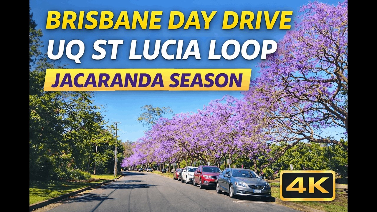Brisbane Day Drive | UQ St Lucia Loop (4K) | Jacaranda Season 2025