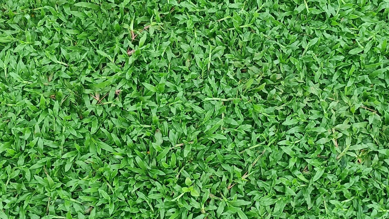 pearl grass (orginal) ₹sq 14