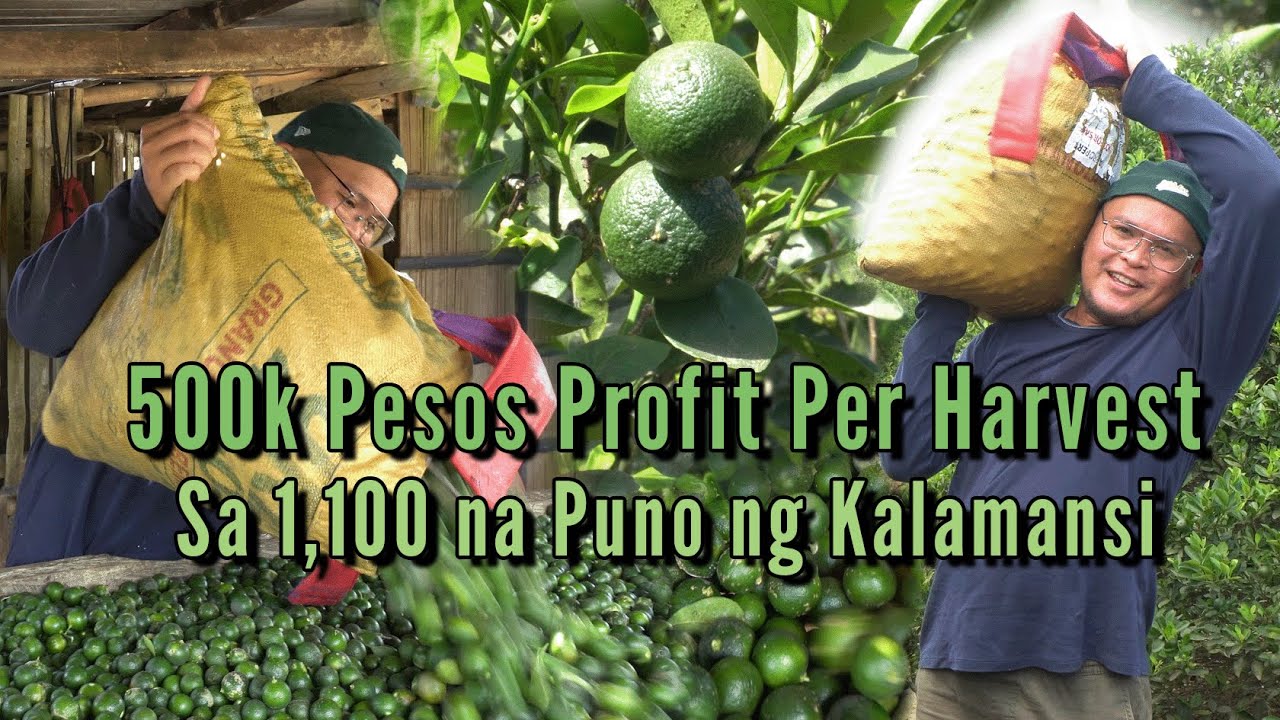 500k Pesos Profit Per Harvest Sa 1,100 na Puno ng Kalamansi