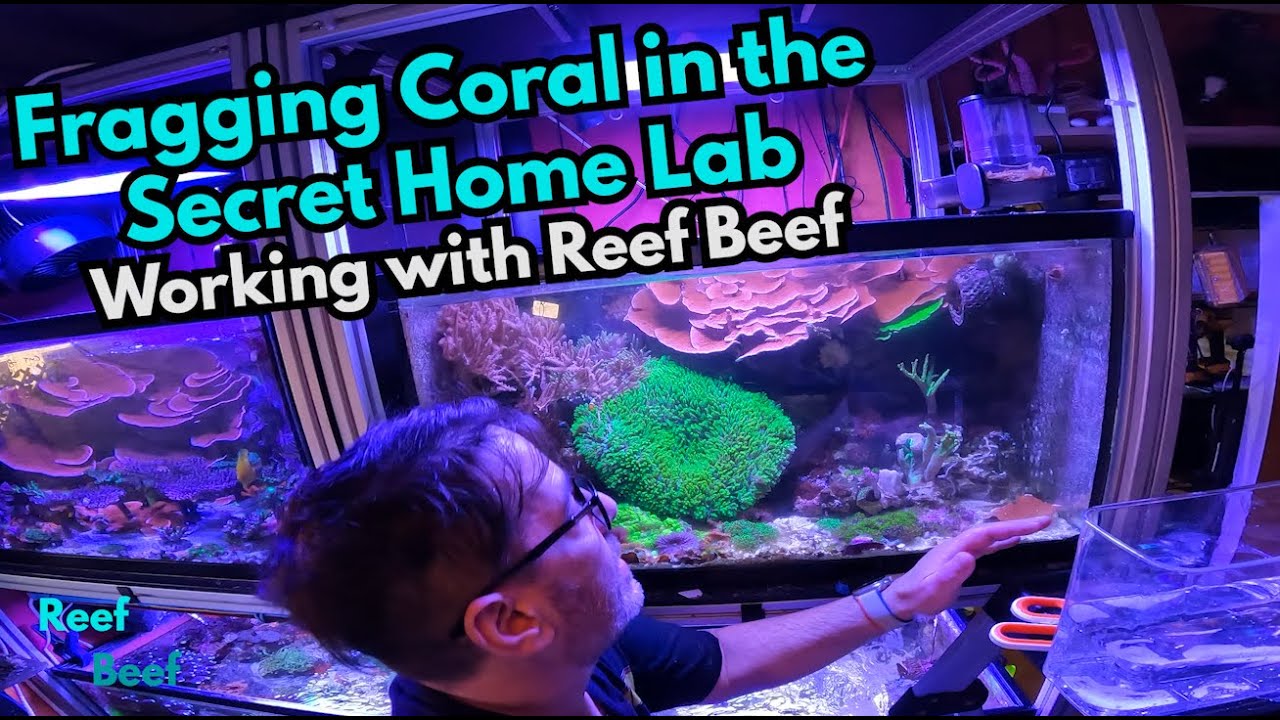 Fragging Coral in the Secret Home Lab - Working with Reef Beef