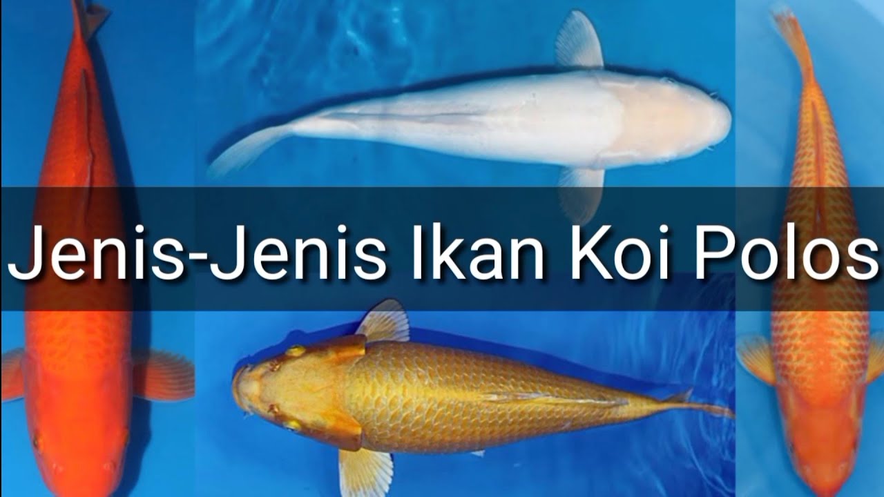 Jenis-jenis ikan koi polos tanpa pola/pattern (part 1)