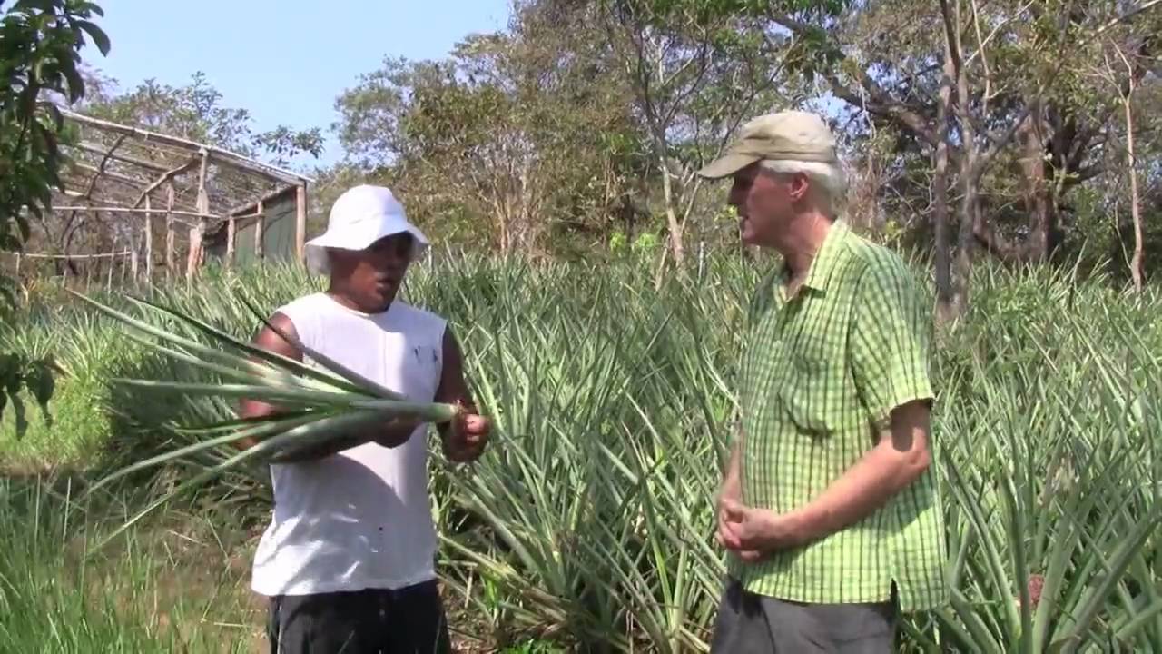 Growing Organic Pineapples