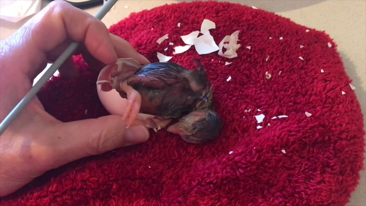Naissance de Trois poussins élevés en couveuse