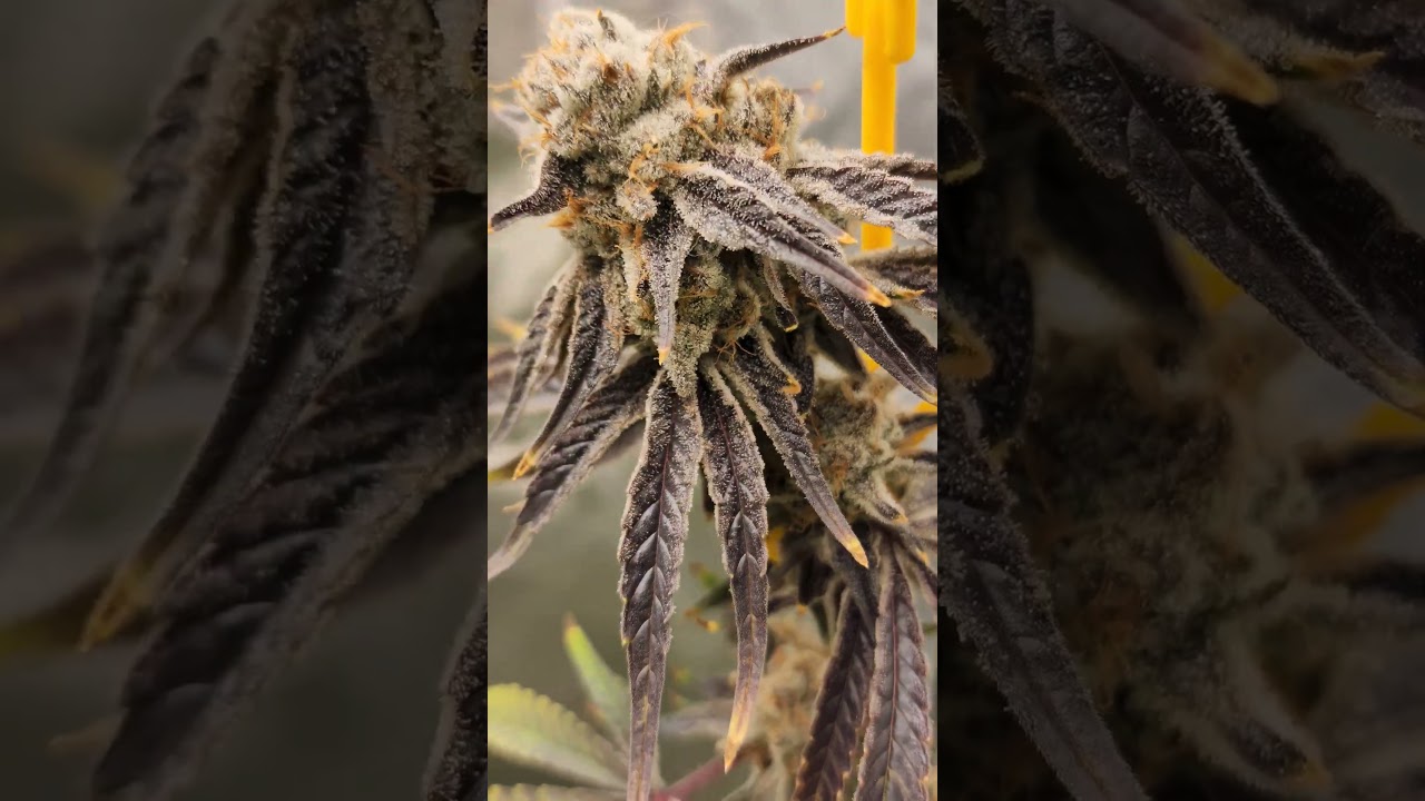 #Dwc #Garden #Canibus Bananacane  Harvest night Time to ✂️