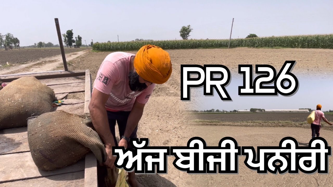 ਅੱਜ ਬੀਜੀ ਝੋਨੇ ਨੀ ਪਨੀਰੀ//SEERA DHILLON