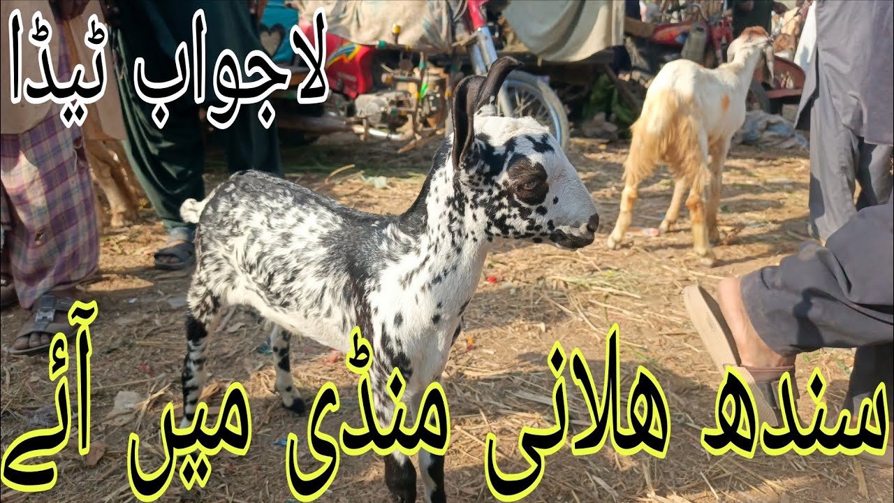 Sindh Halani Mandi #cattleworld #animalfarming #cow #farming #beautifullgoats #cattleworld#farming 