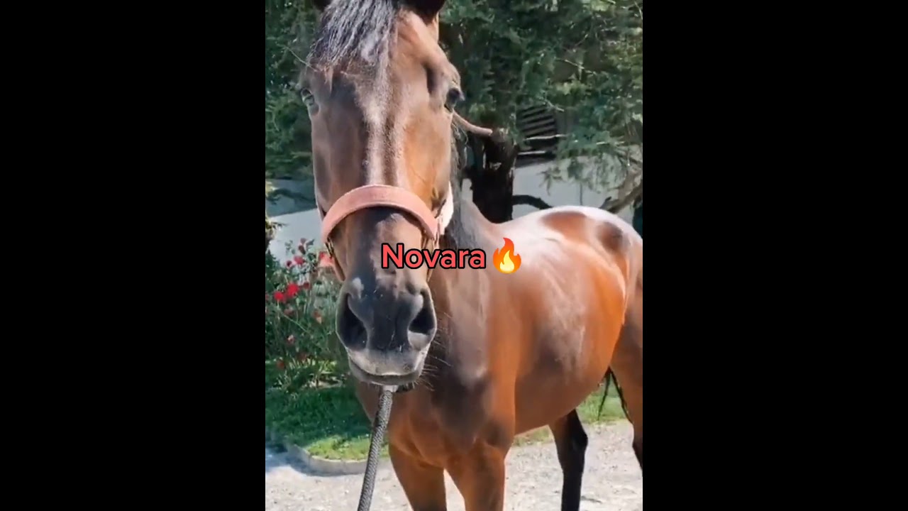 Tutti i cavalli di Nicole Cereseto 🫶🐎 #like #horse #equitazione #perte