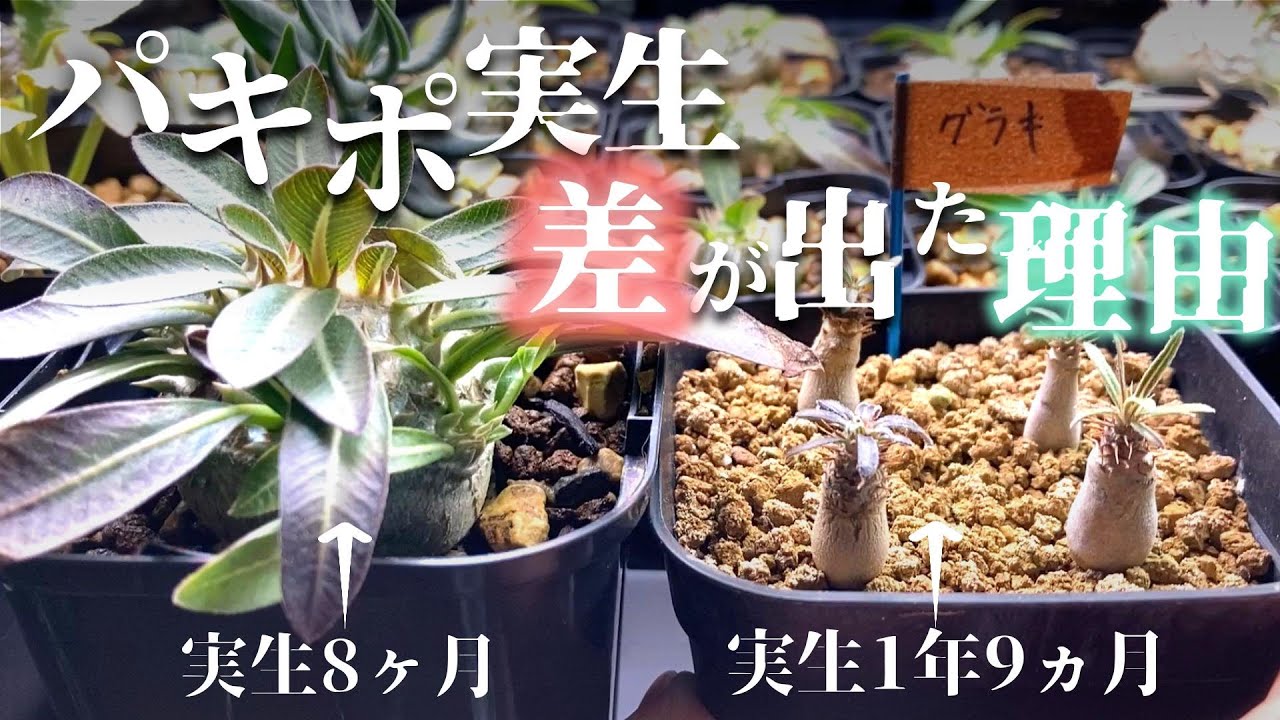 パキポディウム実生この育て方で成長に差が出た！早く太らせる光、水、肥料の管理【塊根植物】