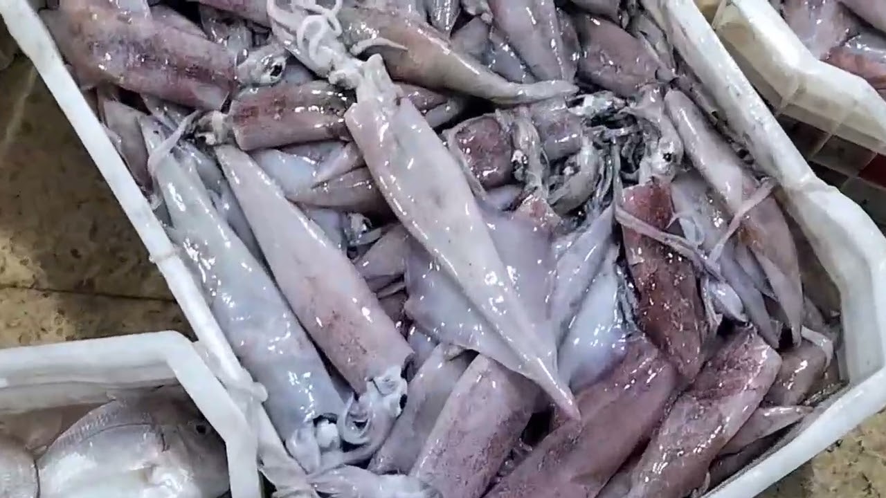 هنا الغردقه البحر الاحمر منبع السمك توزيع لمصر كلها