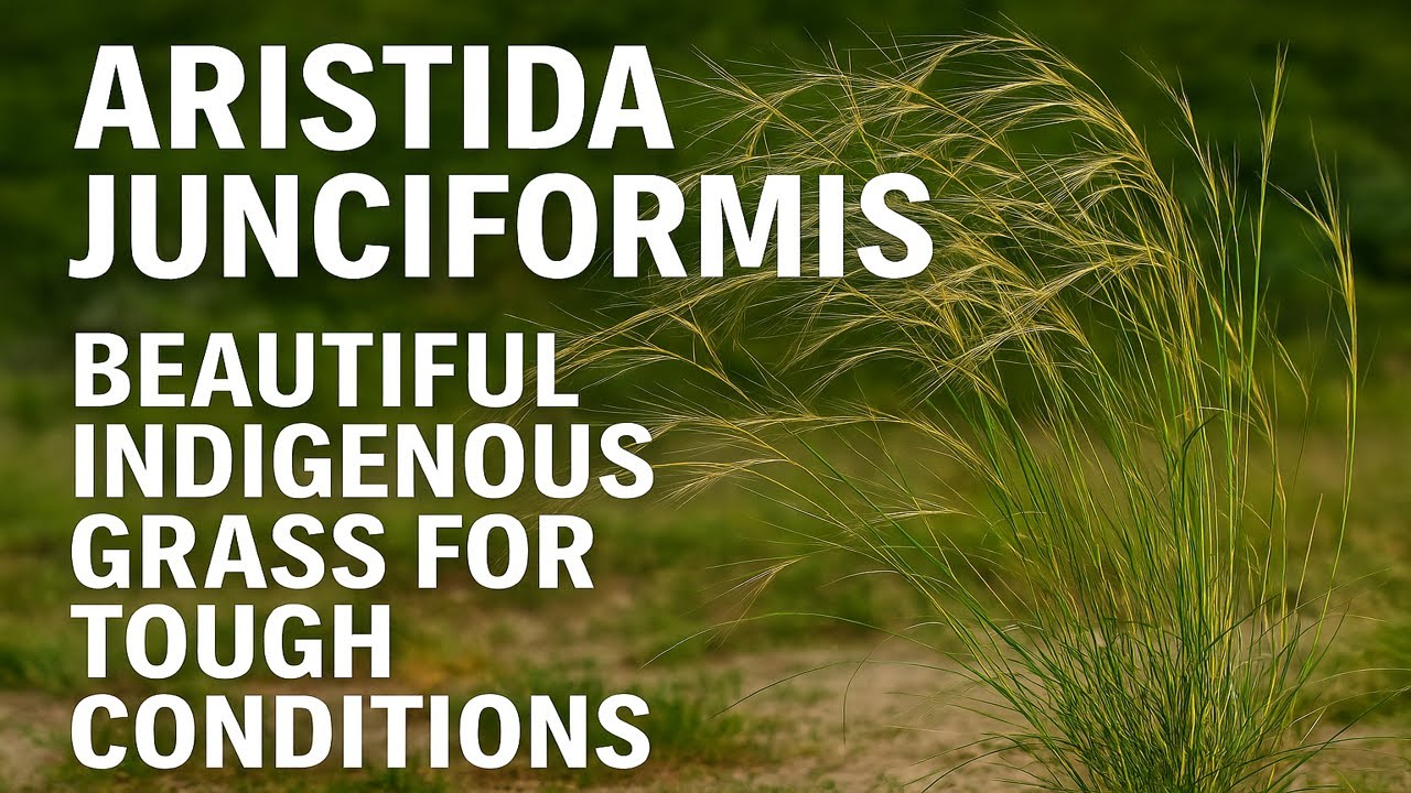 Aristida junciformis | Beautiful Indigenous Grass for Tough Conditions