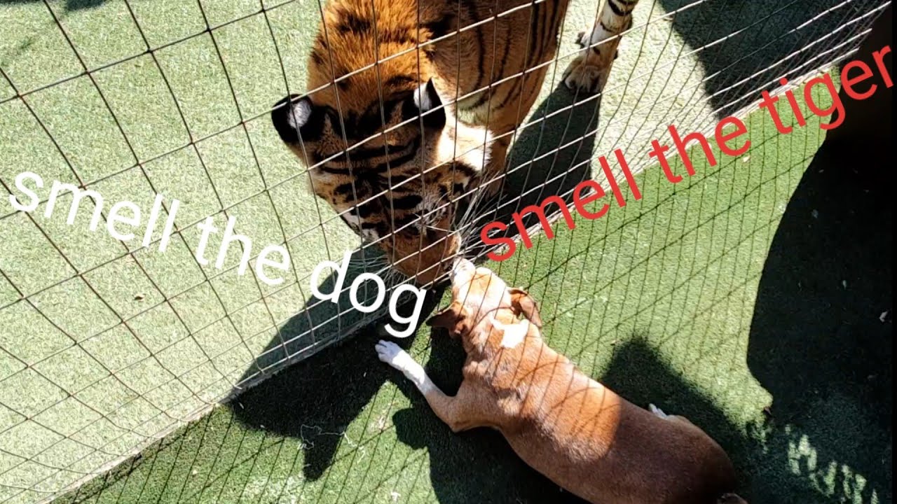 The growl means it tastes good !