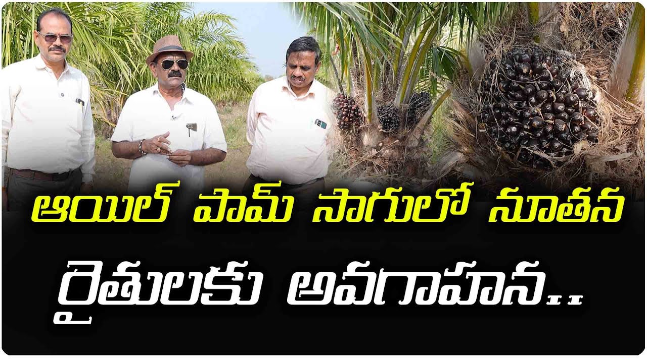 ఆయిల్ పామ్ సాగు ఆర్గానిక్ పద్ధతి లో ఎలా చేస్తే మంచి దిగుబడిఆదాయం వస్తుందో అనే విషయాలపై ఫీల్డ్ విజిట్