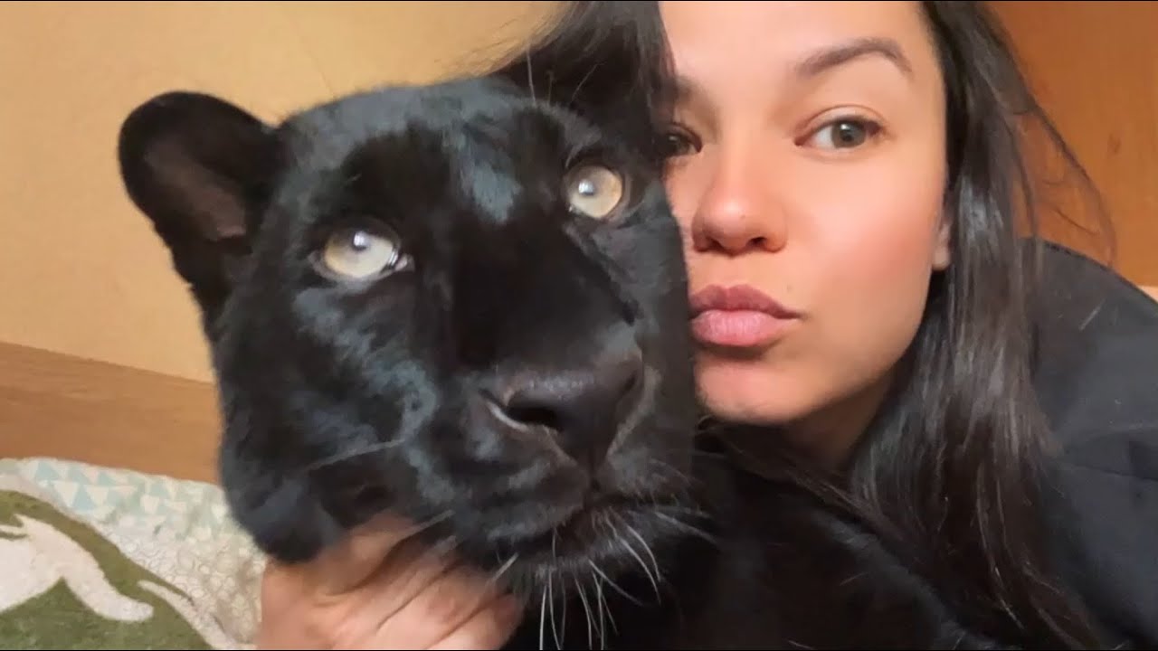 Эта странная пантера Луна😂❤️