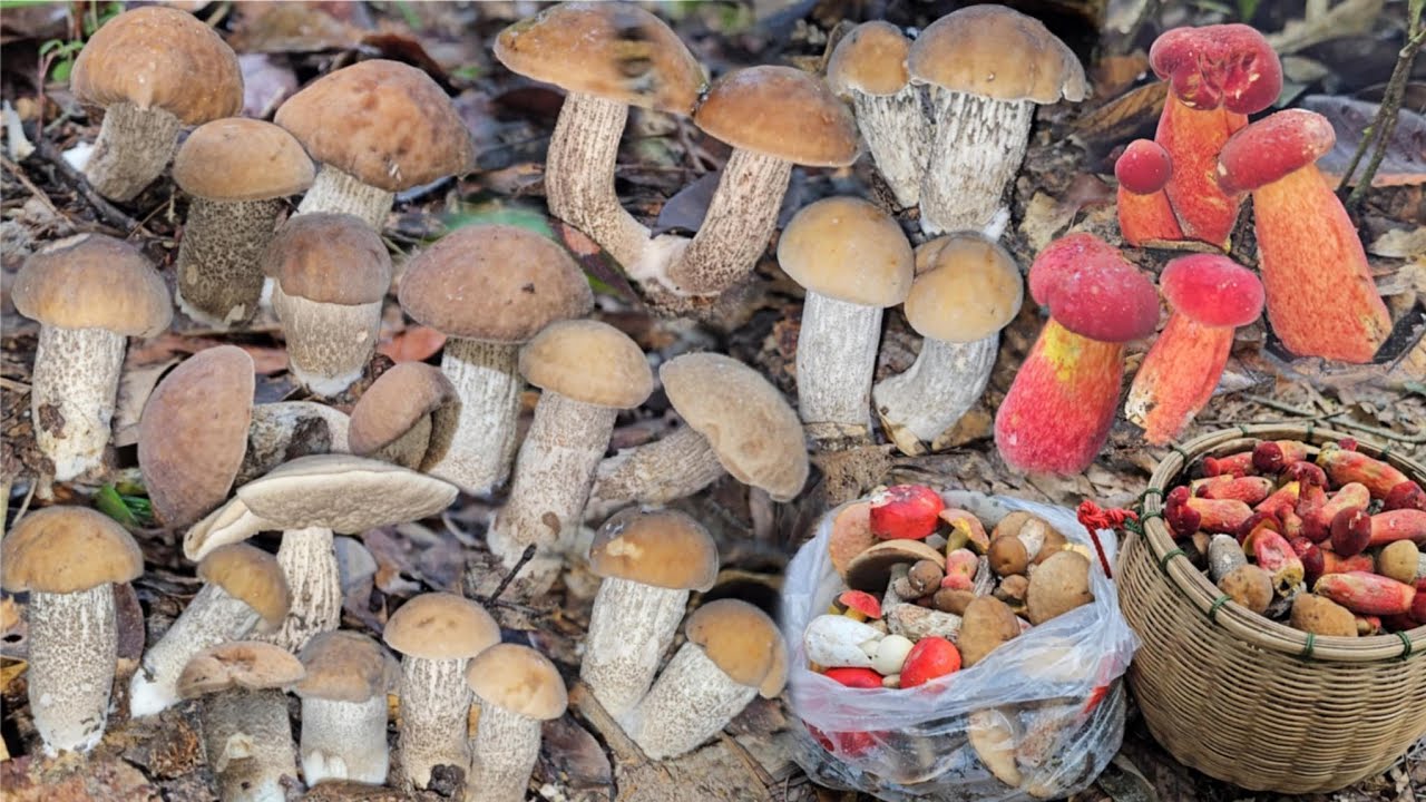 ป๊าดโพดโพเห็ดผึ้งขารายออกใหม่เป็นหมู่จูมๆ ผึ้งแดงผึ้งดำ หมานเหลือตะกร้าจนได้ใส่ถุง 21/8/2568