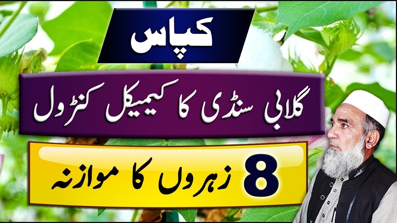 Chemical control of Pink Bollworm || Comparison of Insecticides || Crop Reformer