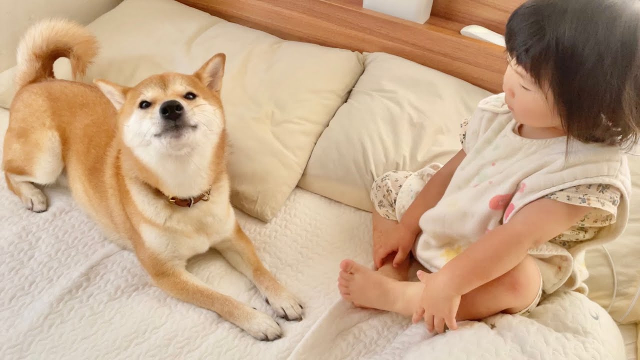 柴犬と2歳娘に囲まれて起きる朝がのどかすぎた
