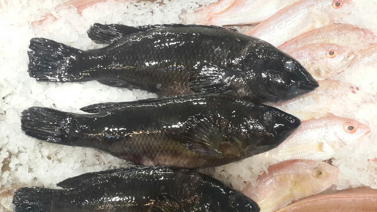 TeqKk Kullanıcısının Canlı PS4 Yayını