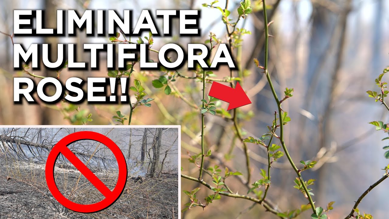 Get Rid Of Multiflora Rose FOR GOOD!!