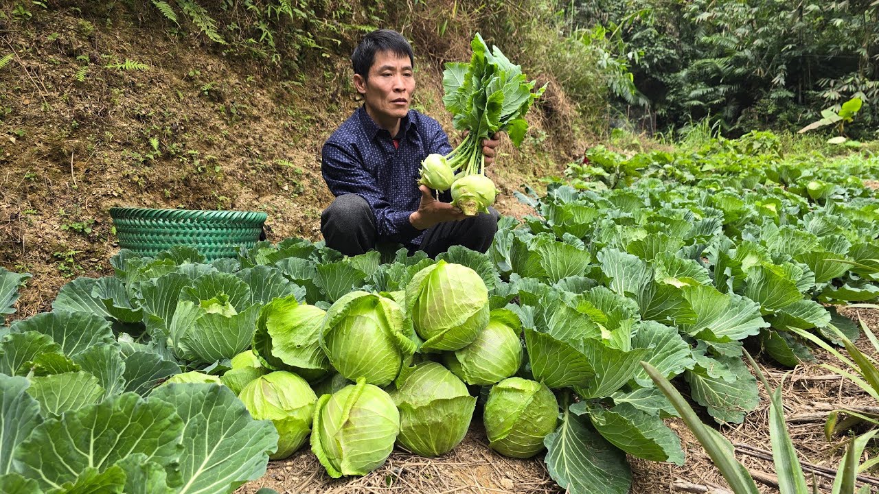 Harvesting Cabbage Goes to market sell - Solo Survival
