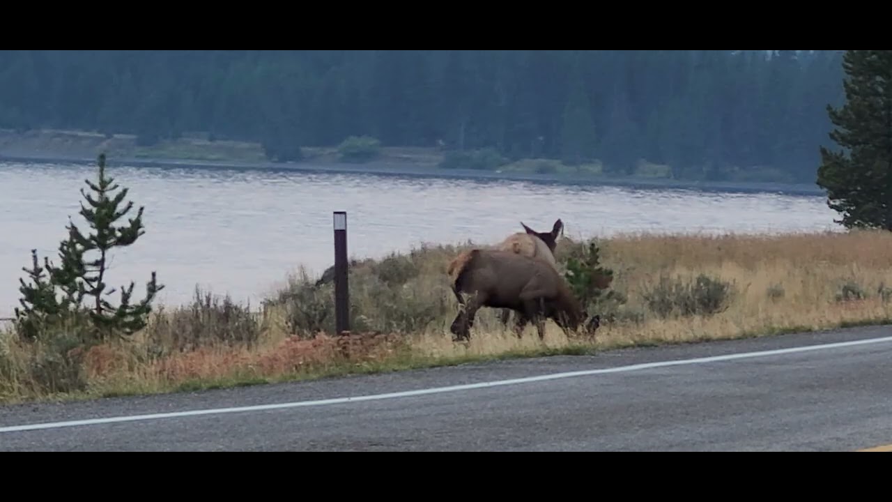 Elk sighted in Yellowstone National Park(యెల్లోస్టోన్ నేషనల్ పార్క్‌లో ఎల్క్ కనిపించింది)E2