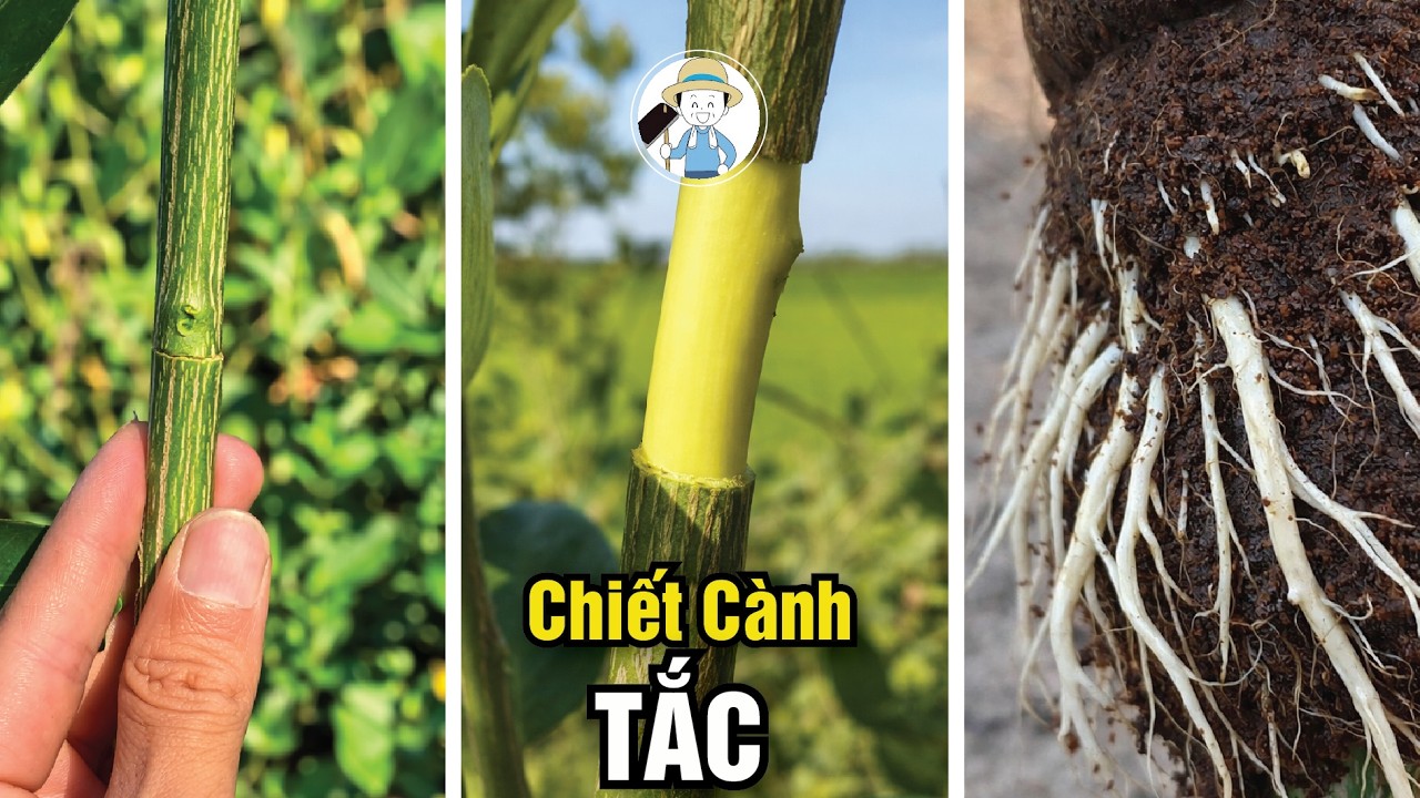 Với Bí Quyết Chiết Cành Đơn Giản Này Từ 1 Thành 1000 Là Chuyện Nhỏ